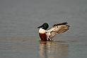 Shoveler male - D